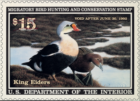 Duck Stamp featuring a pair of King Eiders