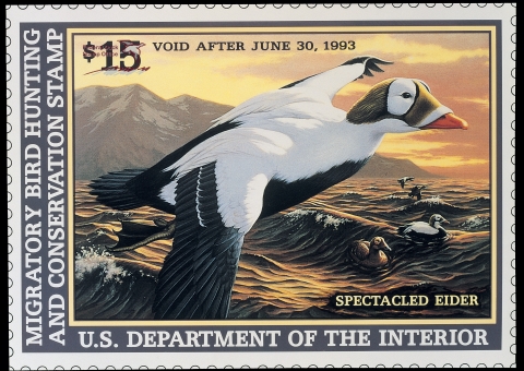 Duck Stamp depicting a spectacled eider flying over the sea