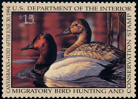 Duck Stamp with a pair of canvasbacks swimming on the water's surface