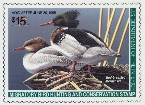 Duck Stamp with two red-breasted mergansers