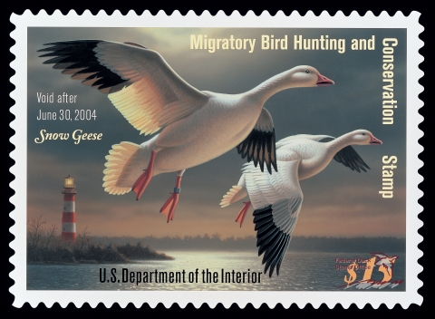 Duck Stamp featuring two snow geese flying over water