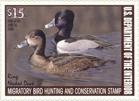 Duck Stamp featuring two Ring-Necked Ducks swimming across the surface of the water