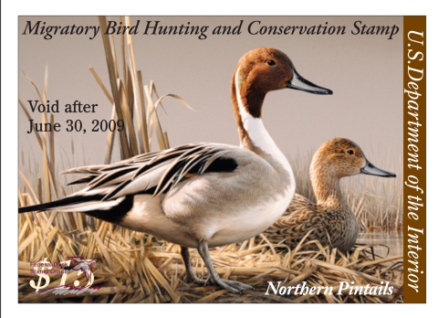 Duck Stamp featuring two northern pintails