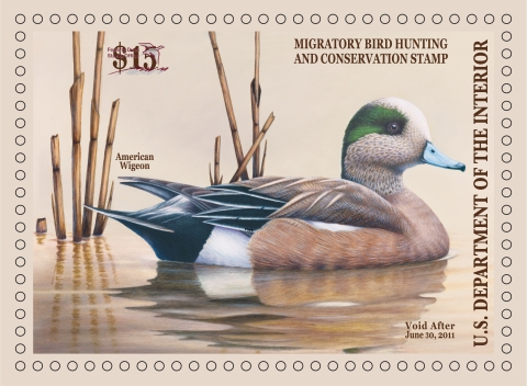 Duck Stamp with an American Wigeon resting on the surface of water