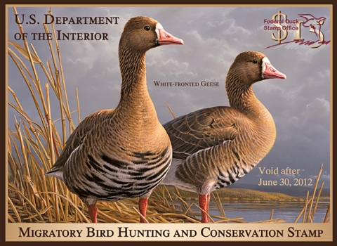 Duck Stamp with two white-fronted geese standing 