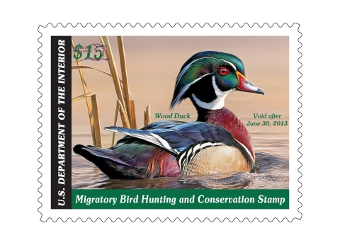 Duck Stamp featuring a wood duck swimming on the water