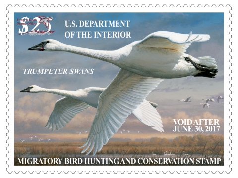 Duck Stamp featuring two flying trumpeter swans in the foreground with others seen flying in the distant background