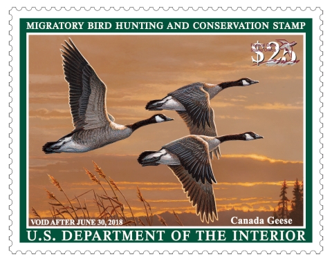 Duck Stamp featuring three flying canadian geese