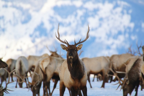 A herd of elk in a snowy field and craggy mountains in the backdrop.