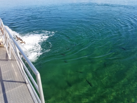 razorback suckers are released into the Lower Colorado River