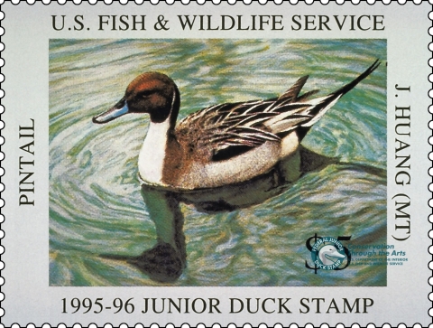 Junior Duck Stamp with a Northern Pintail on the water's surface