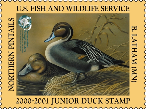 Junior Duck Stamps featuring two Nothern pintails.