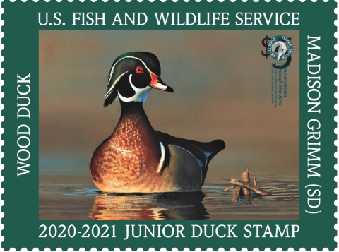 Junior Duck Stamp with a wood duck resting on water