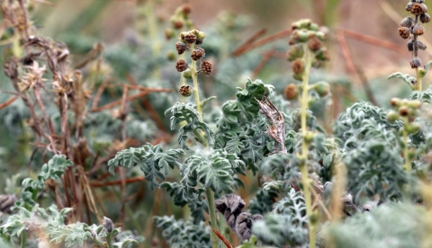 Green plant with small leaves and some brown stems.