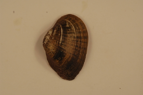 A brown, oval shaped mussel