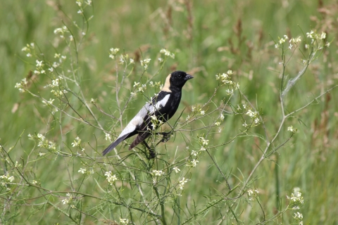 Bobolink resting on plant at Lacreek NWR