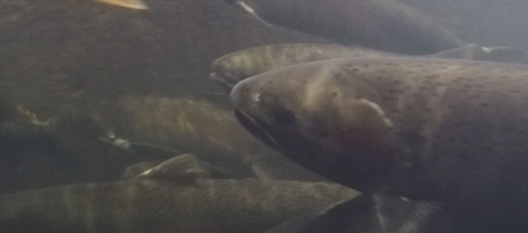 Salmon being transferred into a different pond