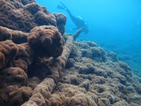 A scuba diver inspects pipes and debris that sits on the ocean floor. Algae and growth has covered the pipes.