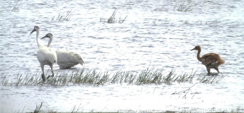 Adult whooping cranes followed by a young of the year colt