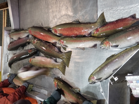 Steelhead being sorted on spawning day