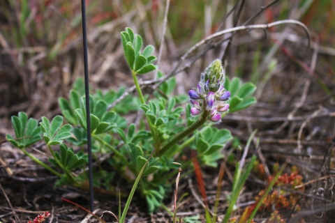 plant with purple flowers