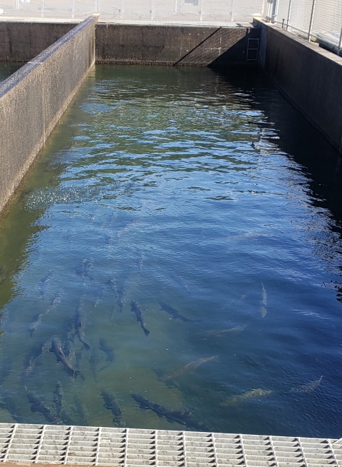 Adult Salmon in the outside holding ponds that will be spawned.