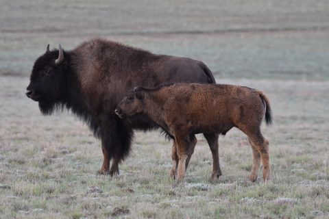 An adult bison and a juvenile bison stand side by side.