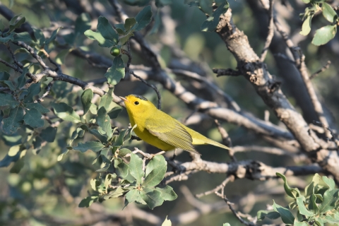 a wilson's warbler perched on a tree branch