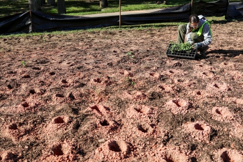 Woman kneeling in a cleared area covered with holes, and she's holding a tray of young plants to be planted