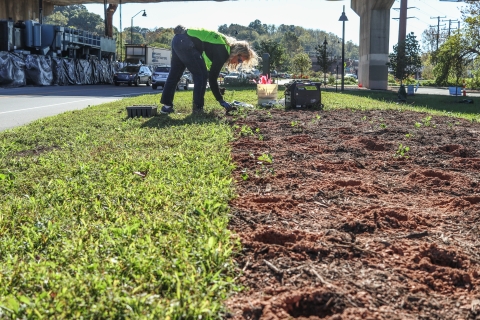 Person bending over planting a small plant in a cleared area