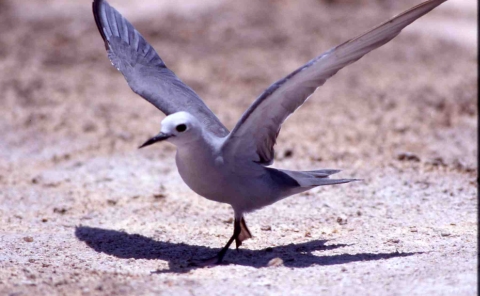 A blue noddy extends its wing about to take flight