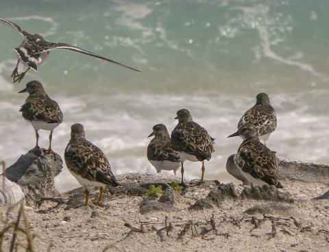 Seabirds at Howland stand on some rocks looking out towards the ocean.