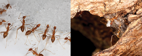 Left photo - bait testing efficacy trial showing YCAs drawn by the sugary hydrogel containing insecticide. Right photo - YCA worker carrying hydrogel crystal (saturated with sucrose containing the insecticide) towards the nest located in an above-ground cavity of a kou tree (Cordia subcordata) at Johnston Atoll NWR. 