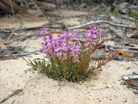 A plant with vivid pink blooms.