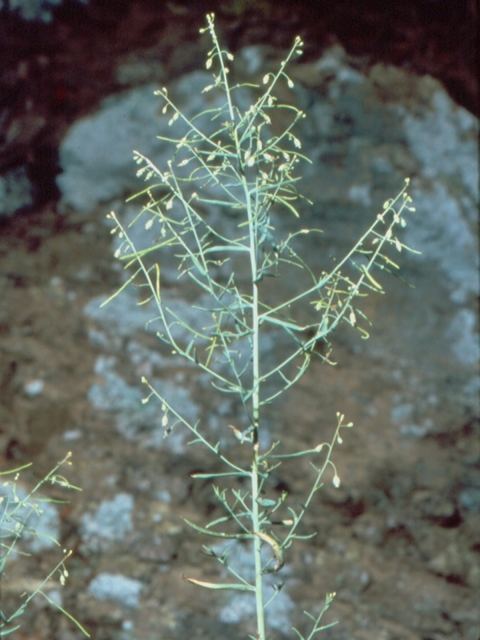 A green plant with many stems and thin leaves