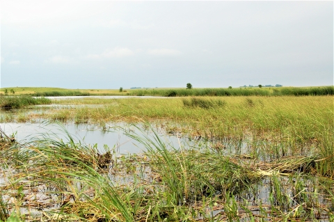 A wetland on Ashley waterfowl production area. 