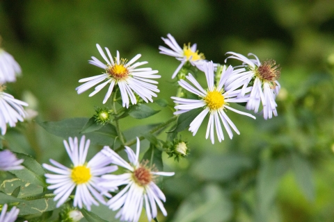 A few small asters bloom on the side of a field on a sunny day. 