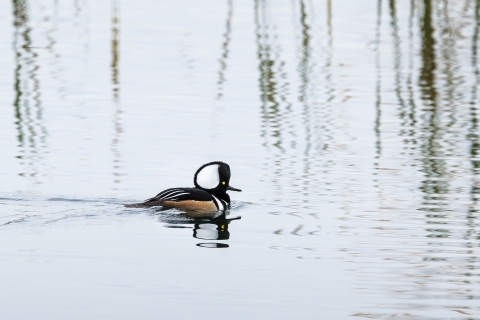 Hooded merganser on pond