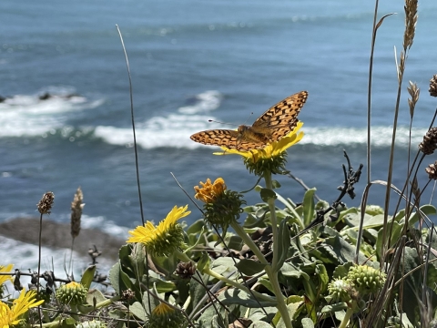 Photo of Behren's silverspot butterfly