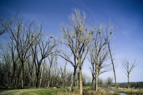 Great Blue Heron heronry