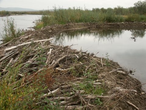 Beaver Dam