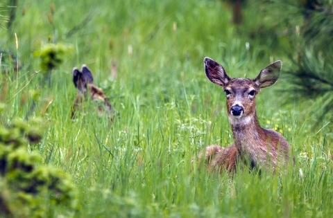 Black-tailed Deer