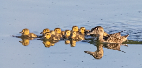 Blue-winged teal and ducklings 