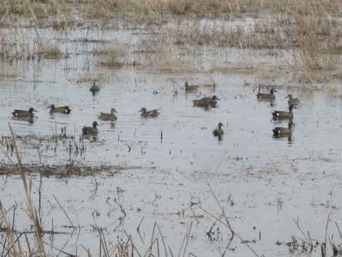 Blue-winged Teal at Garlock Slough WPA