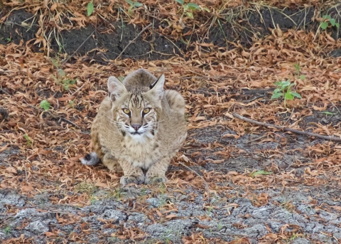 Bobcat sitting on leaves. 