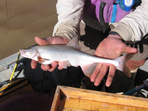 Bonytail endangered fish