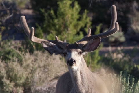 Buck Pahranagat NWR