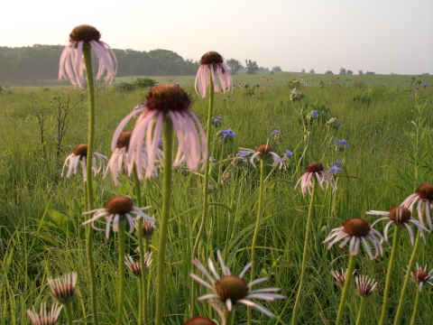 Prairie with blooming pale purple coneflower and spiderwort