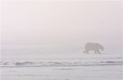 A polar bear walks through ice fog across the winter landscape.