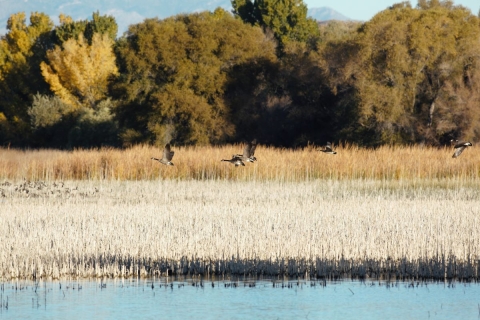 Canada Geese Flying Pahranagat NWR